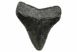 Serrated, Juvenile Megalodon Tooth - South Carolina #368675-1